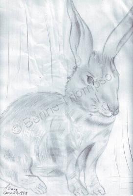 Animals - Rabbit - Pencil  Paper