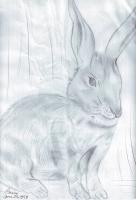 Rabbit - Pencil  Paper Drawings - By Berine Thompson, Black  White Drawing Artist