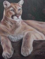 Mountain Lion - Colored Pencil Artist Quality Drawings - By Audrey Klemek, Realistic Drawing Artist