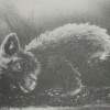 Bear Cub - Ink On Paper Printmaking - By Audrey Klemek, Lithography Printmaking Artist