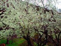 Trees  Flowers - April Blossoms - Camera_Computer