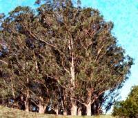 Point Reyes Trees - Camera_Computer Digital - By Jim Pavelle, Digital Realism Digital Artist