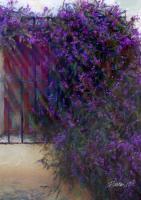 Miscellaneous - Carmel Mission Window And Flowers II - Camera_Computer