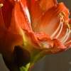 Amaryllis II - Canvas Giclee - Camera_Computer Photography - By Jim Pavelle, Enhanced Photography Photography Artist