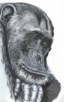 The Thinker - Pen Ank Ink Drawings - By Robert Villazante, Endangered Species Drawing Artist