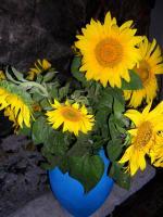 Sunflower On My Fireplace - Digital Digital - By Natalia Levis-Fox, Nature Digital Artist