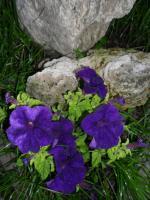 Home  Nature - Violet Elegance And Calmness - Digital