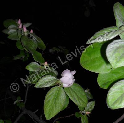 Walls Decoration - Quince In Blossom - Digital