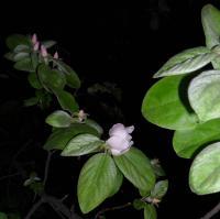 Walls Decoration - Quince In Blossom - Digital