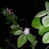 Quince In Blossom - Digital Photography - By Natalia Levis-Fox, Nature Photography Artist