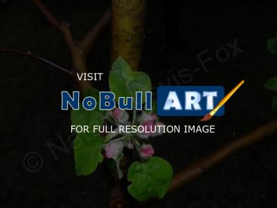Walls Decoration - Apple-Tree In Blossom - Digital