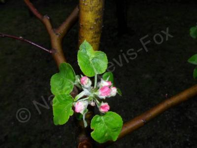 Walls Decoration - Apple-Tree In Blossom - Digital