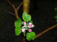 Apple-Tree In Blossom - Digital Photography - By Natalia Levis-Fox, Nature Photography Artist