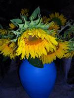 Sunflower - Sunflower  3 - Digital