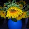 Sunflower  3 - Digital Photography - By Natalia Levis-Fox, Nature Photography Artist