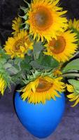 Sunflower - Sunflower 6 - Digital