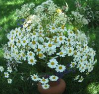 Wild Camomiles - Digital Photography - By Natalia Levis-Fox, Nature Photography Artist