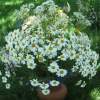 Wild Camomiles - Digital Photography - By Natalia Levis-Fox, Nature Photography Artist