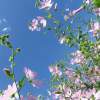 Pink And Blue - Digital Photography - By Natalia Levis-Fox, Nature Photography Artist