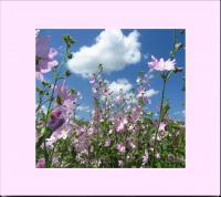 Wild Mallow In The Skies - Digital Photography - By Natalia Levis-Fox, Nature Photography Artist