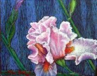 Floral - Iris - Oil Pastels