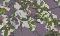 Art Cards - Dogwood - Computer Graphics