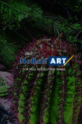 Art Cards - Barrel Cactus - Computer Graphics