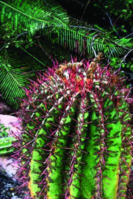 Art Cards - Barrel Cactus - Computer Graphics