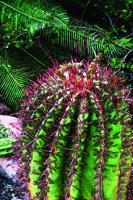 Barrel Cactus - Computer Graphics Digital - By John Mccullough, Computer Graphics Digital Artist