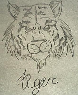 Drawing - Tiger - Pencil