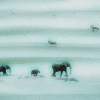 African Nomads - Print On Canvass Photography - By Sydney Parker, Nature Photography Artist