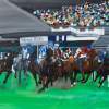 Horse Race - Oil Colour On Canvas Paintings - By Claudia Luethi Alias Abdelghafar, Realistic Painting Artist