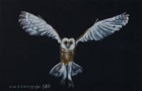 Barn Owl - Oil Colour On Velvet Paintings - By Claudia Luethi Alias Abdelghafar, Realistic Painting Artist