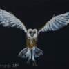 Barn Owl - Oil Colour On Velvet Paintings - By Claudia Luethi Alias Abdelghafar, Realistic Painting Artist