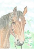 Portrait From A Swiss Horse - Coloured Pencil On Paper Drawings - By Claudia Luethi Alias Abdelghafar, Realistic Drawing Artist