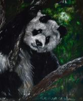 Panda Bear - Oil Colour On Velvet Paintings - By Claudia Luethi Alias Abdelghafar, Realistic Painting Artist