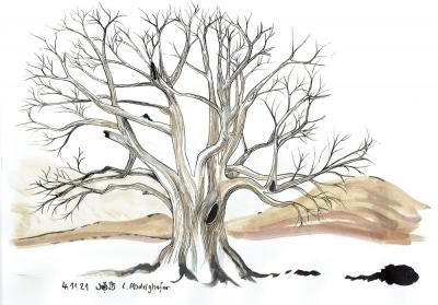 Drawings - Tree Study With Ink - Ink On Paper