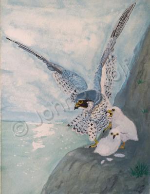 Animals - Peregrine Heights - Water Colour