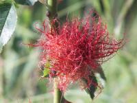 Robins Pincushion - Digital Camera Photography - By Johns Wolf, Realism Photography Artist