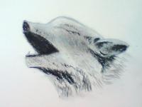 Animals - The Calling - Soft Pastel