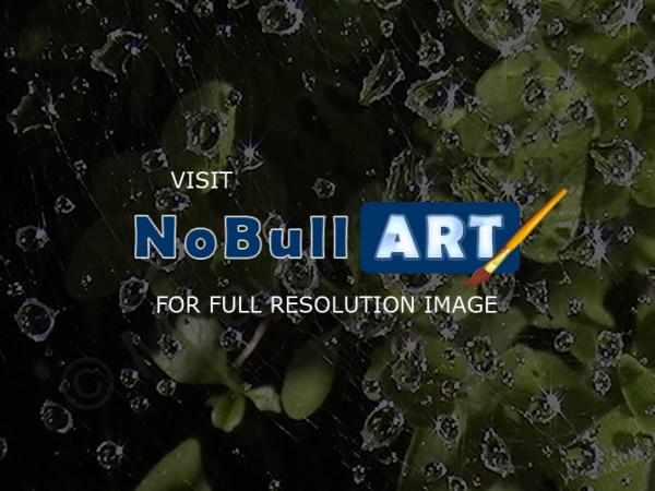 Beautiful Pics - Wet Web - Digital
