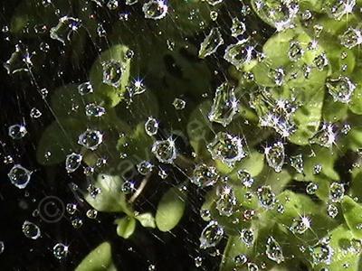 Beautiful Pics - Wet Web - Digital