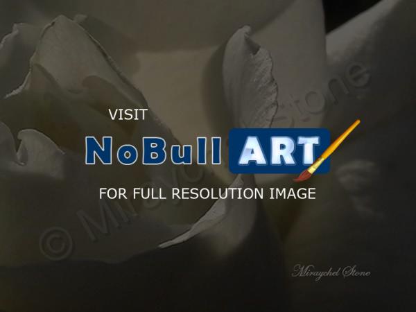 Beautiful Pics - White Rose - Digital