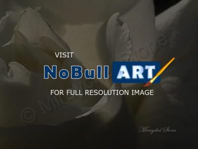 Beautiful Pics - White Rose - Digital