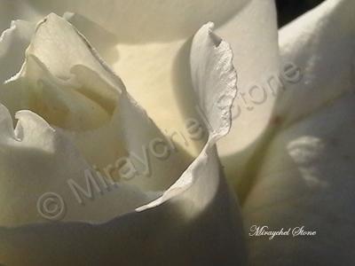 Beautiful Pics - White Rose - Digital