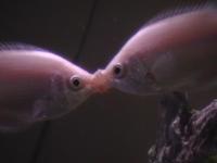 Best Pics - Kissing Fish - Digital