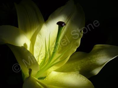 Beautiful Pics - Lilly - Digital