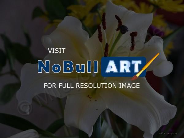 Beautiful Pics - Beautiful Lilly - Digital