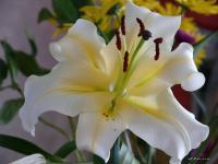 Beautiful Pics - Beautiful Lilly - Digital