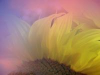 Best Mixes - Sunflower - Digital
